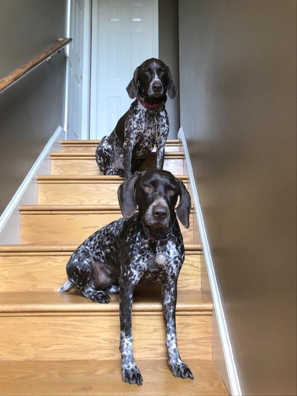 /Images/uploads/Southeast German Shorthaired Pointer Rescue/segspcalendarcontest/entries/31184thumb.jpg